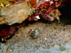 Shrimp. Taken in Marsa Bareika by Cigdem Cooper 